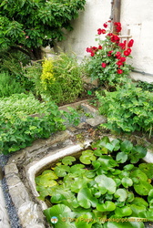 Marksburg - Herb garden